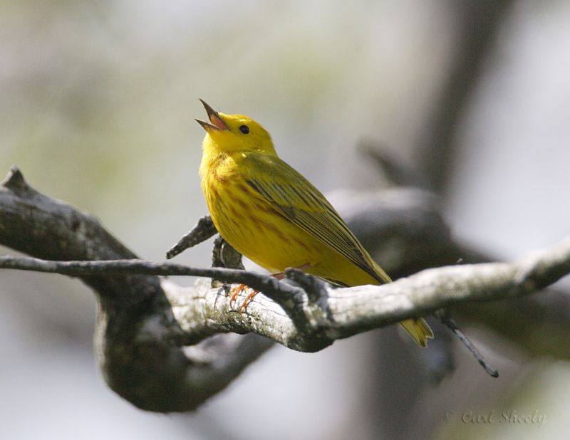 Yellow Warbler-3.jpg