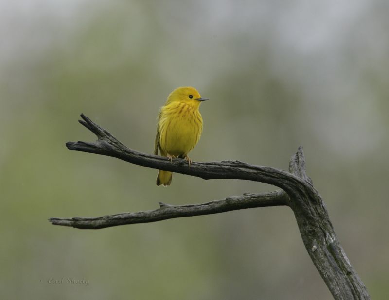 Yellow Warbler-4.jpg