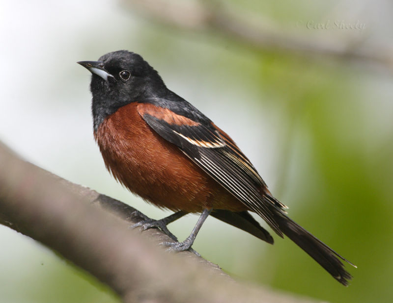 Orchard Oriole-1.jpg