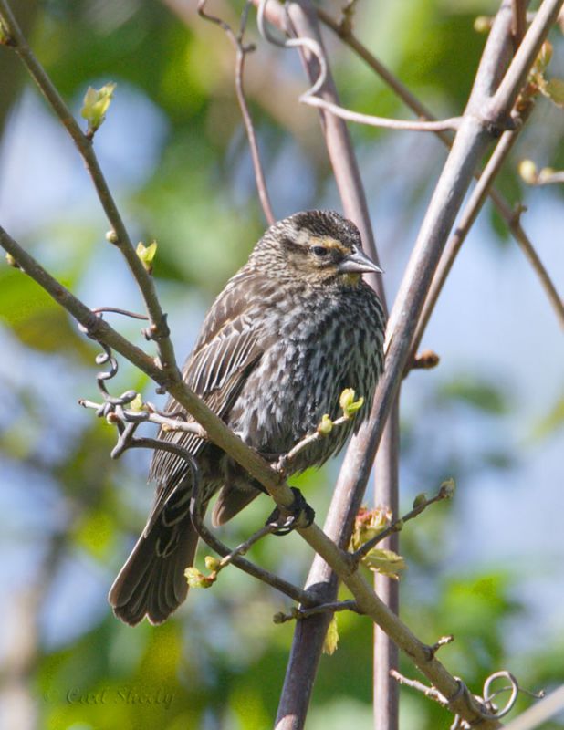 Red-winged Blackbird_f.jpg