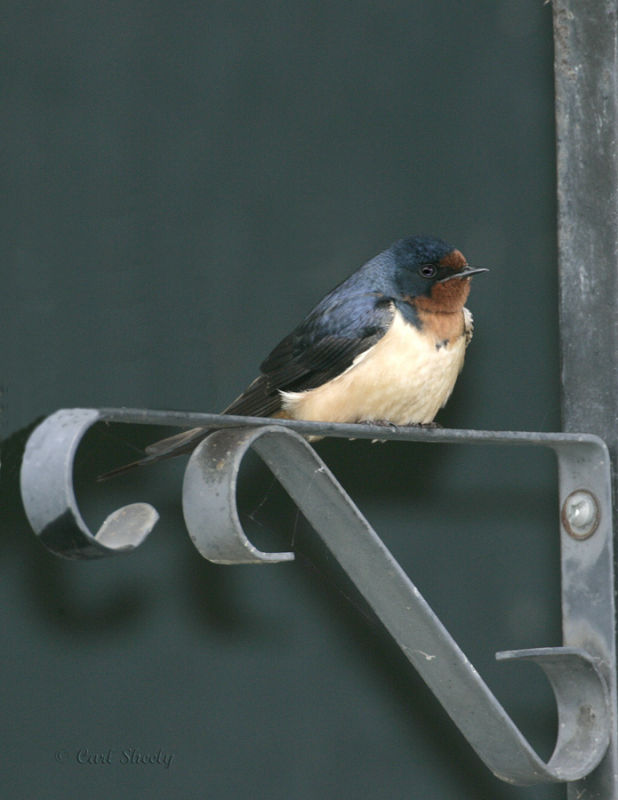 Barn Swallow-3.jpg