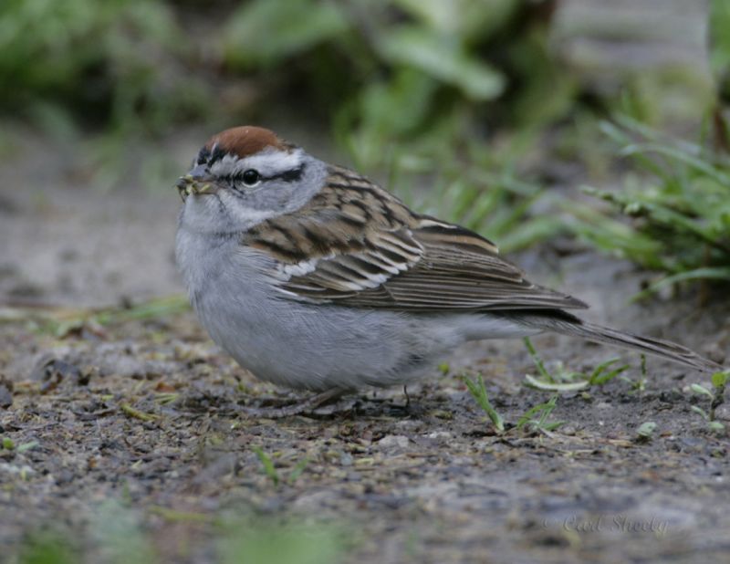 Chipping Sparrow-1.jpg