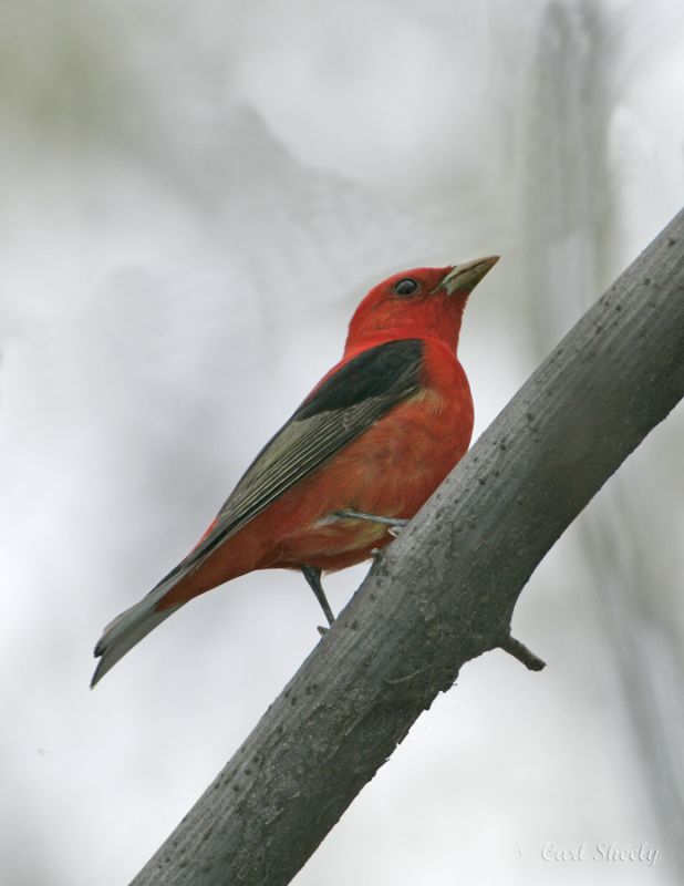 Scarlet Tanager-4.jpg