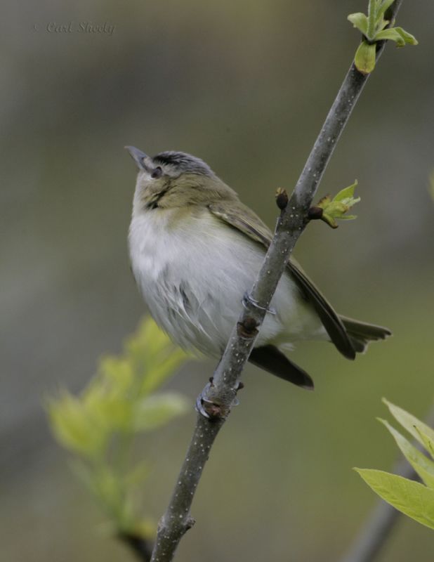 Red-eyed Vireo-8.jpg