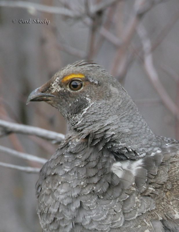Dusky Grouse-2.jpg
