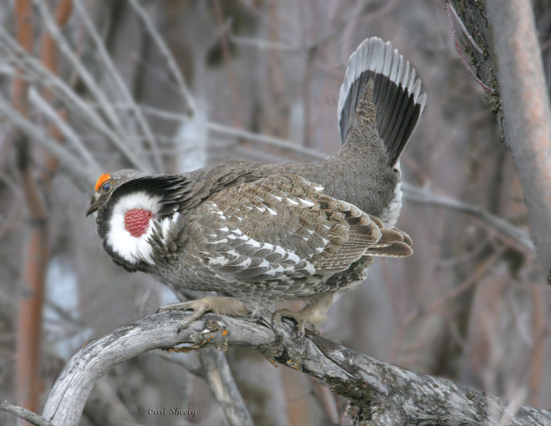 Dusky Grouse-3.jpg