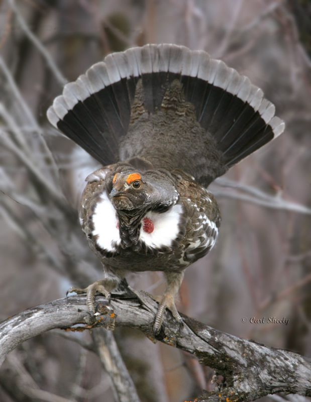 Dusky Grouse-4.jpg