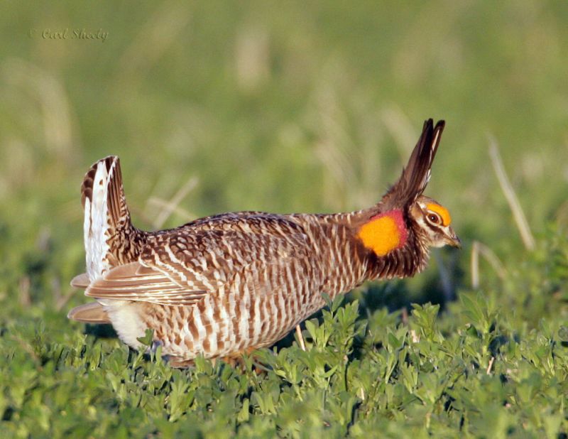 Greater Prairie Chicken-1.jpg