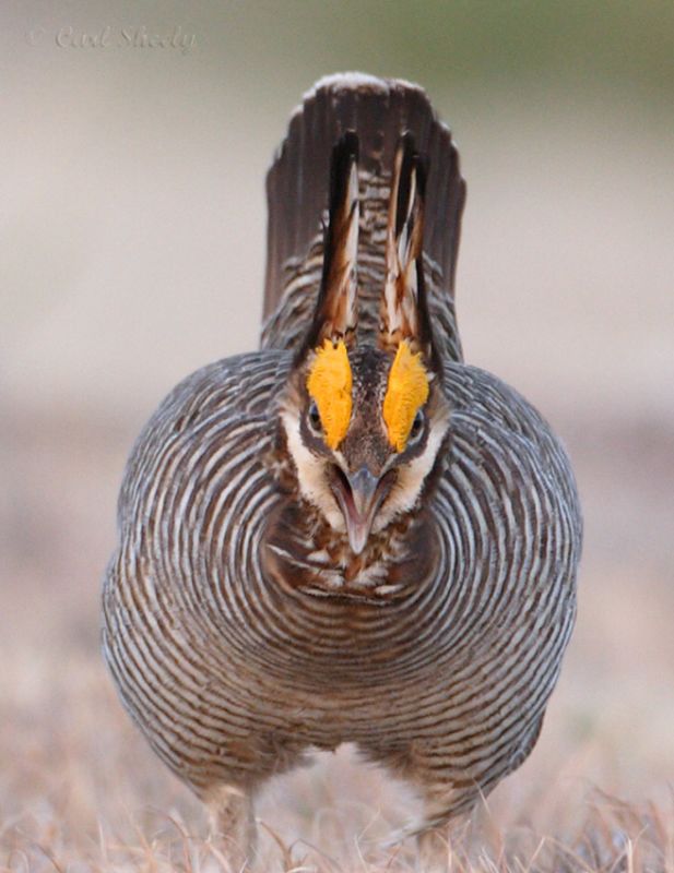 Lesser Prairie Chicken-2.jpg