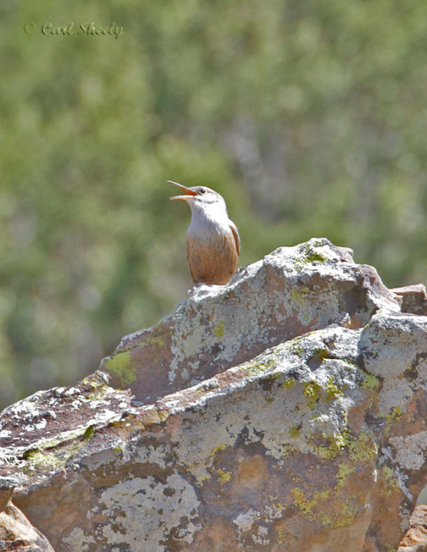 Canyon Wren-2.jpg
