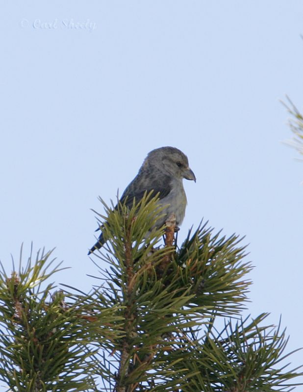 Red Crossbill_f.jpg