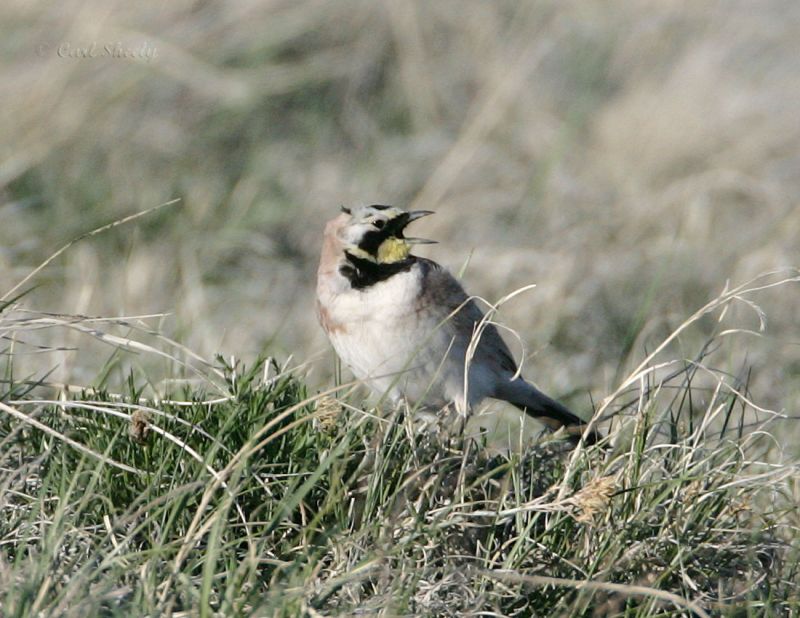 Horned Lark-2.jpg