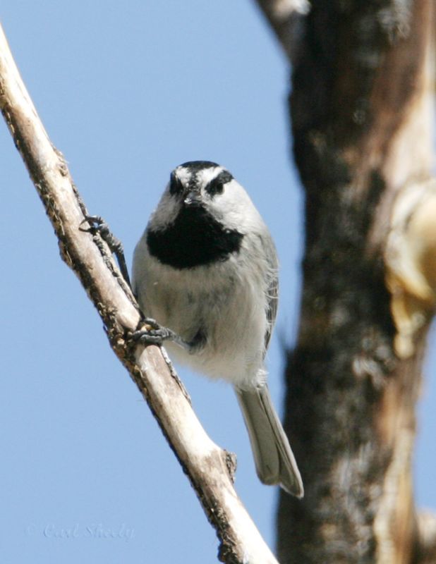 Mountain Chickadee.jpg