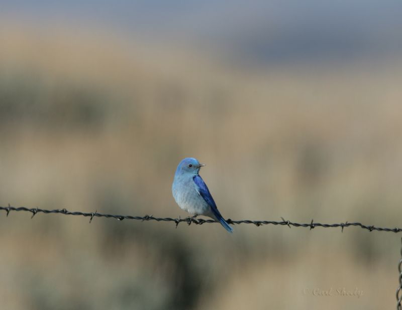Mountain Bluebird-1.jpg