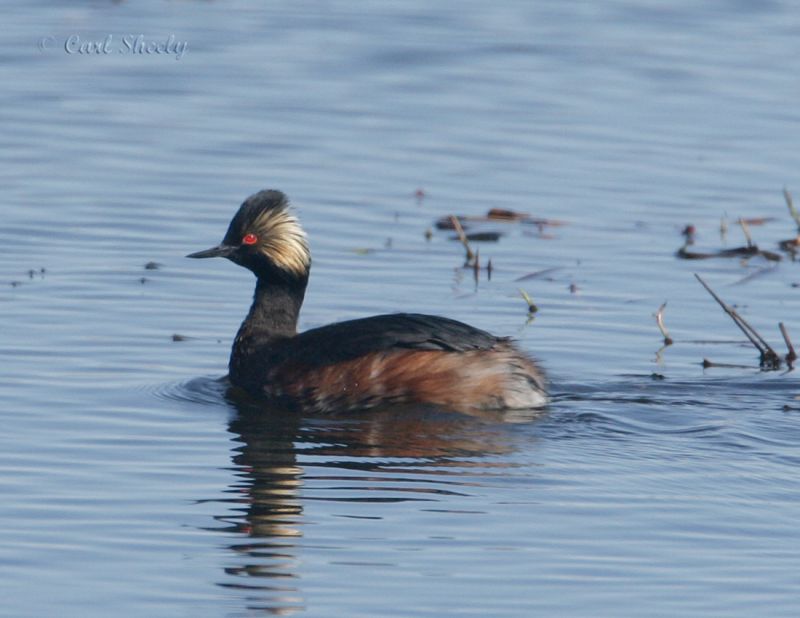 Eared Grebe-2.jpg