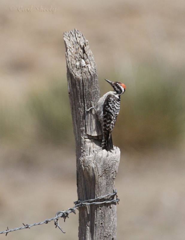 Ladder-backed Woodpecker-1.jpg
