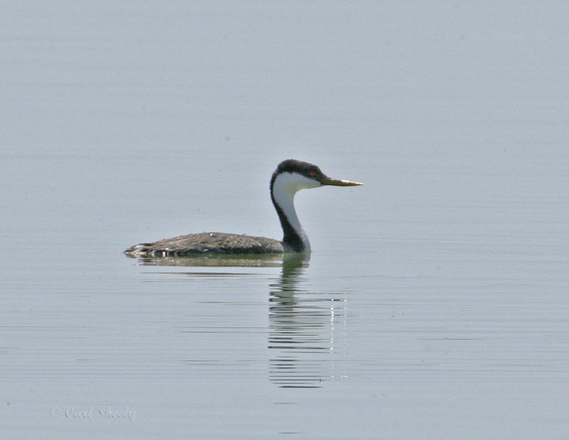 Western Grebe