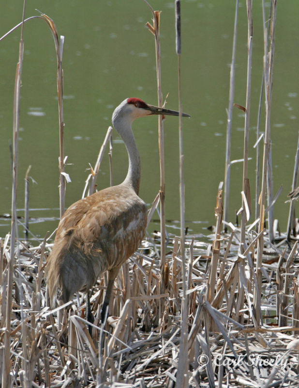 Sandhill Crane-1.jpg