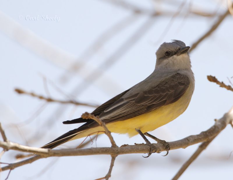 Western Kingbird.jpg