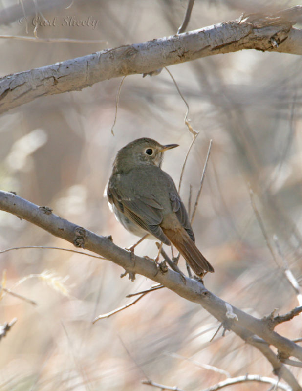 Hermit Thrush-1.jpg