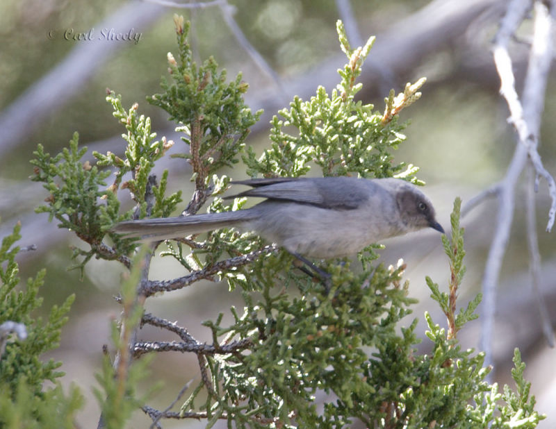 Bushtit-4.jpg