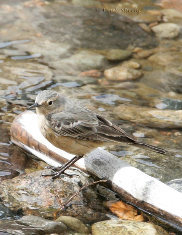 American Pipit-4.jpg