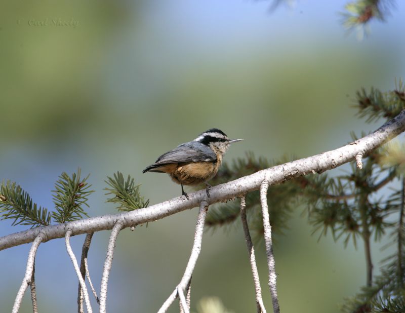 Red-breasted Nuthatch-1.jpg