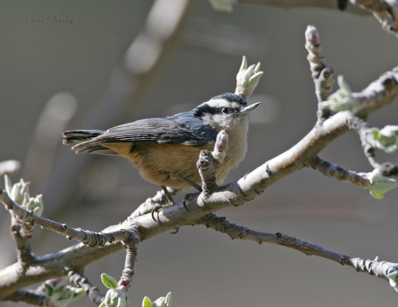 Red-breasted Nuthatch-2.jpg