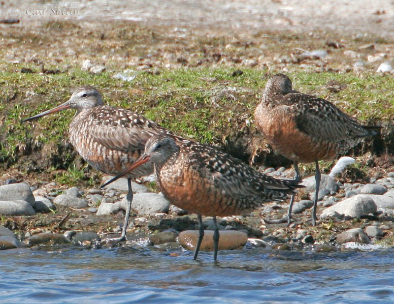 Hudsonian Godwits