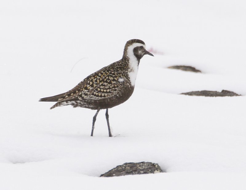 American Golden Plover-1.jpg