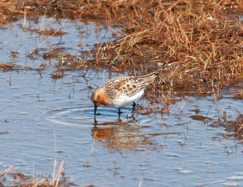 Red-necked Stint.jpg
