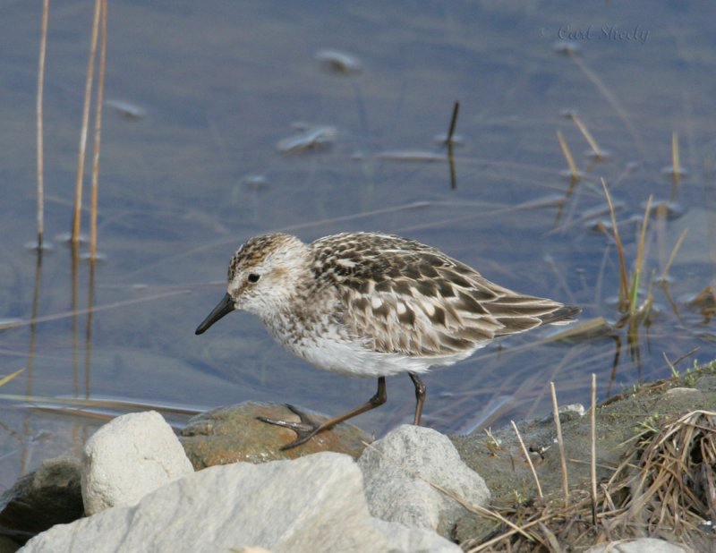 Semipalmated Sandpiper_2.jpg