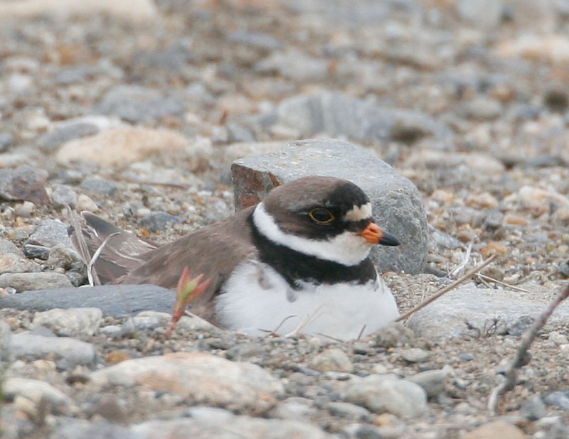 Semipalmated Plover_2.jpg