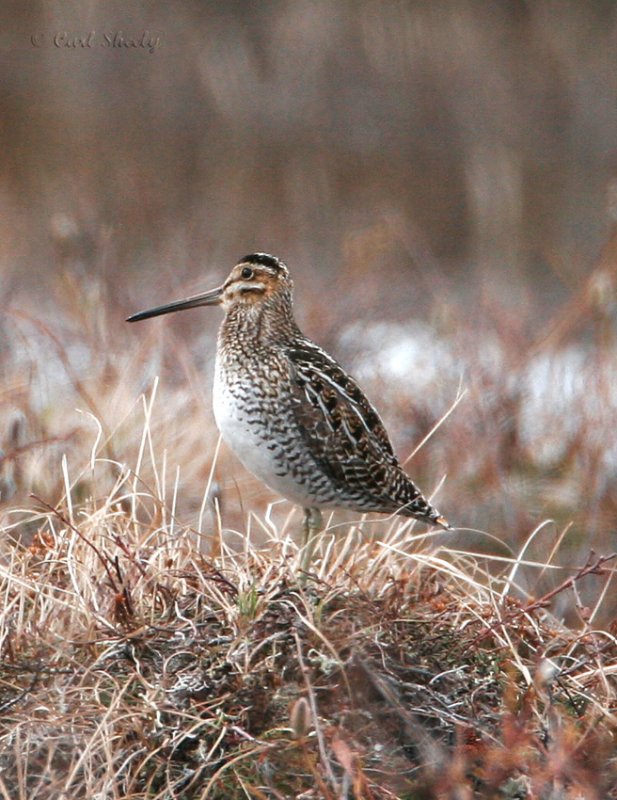 Wilsons Snipe_1.jpg