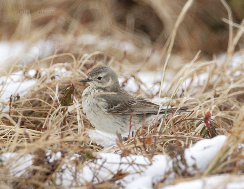 American Pipit_1.jpg
