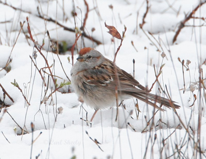 American Tree Sparrow_1.jpg