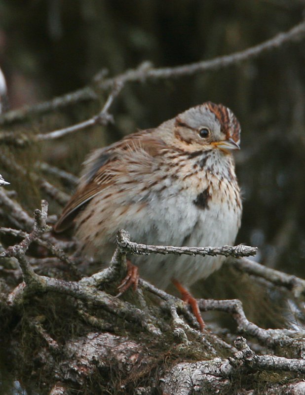 Lincolns Sparrow_1.jpg