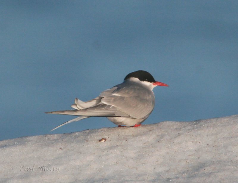 ArcticTern_5.jpg