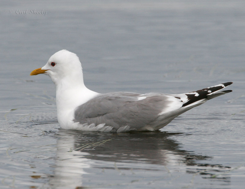 Mew Gull_1.jpg