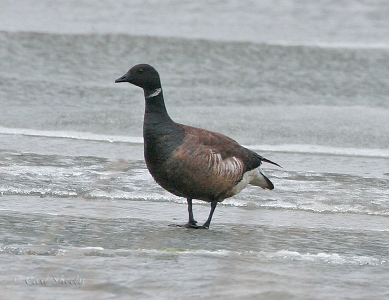 Brant Geese_1.jpg