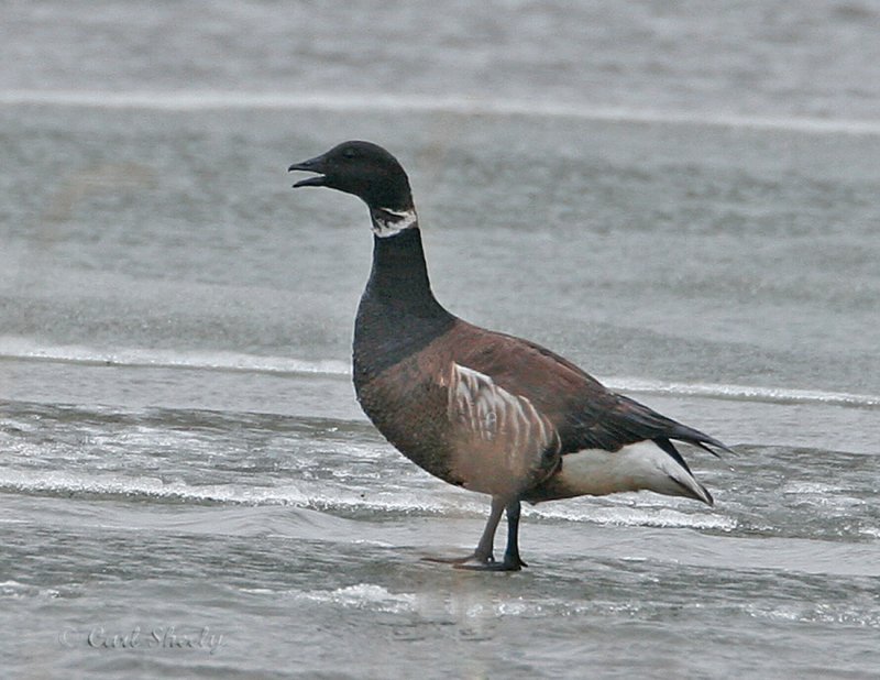 Brant Geese_2.jpg