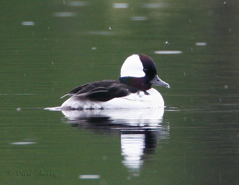 Bufflehead_1.jpg