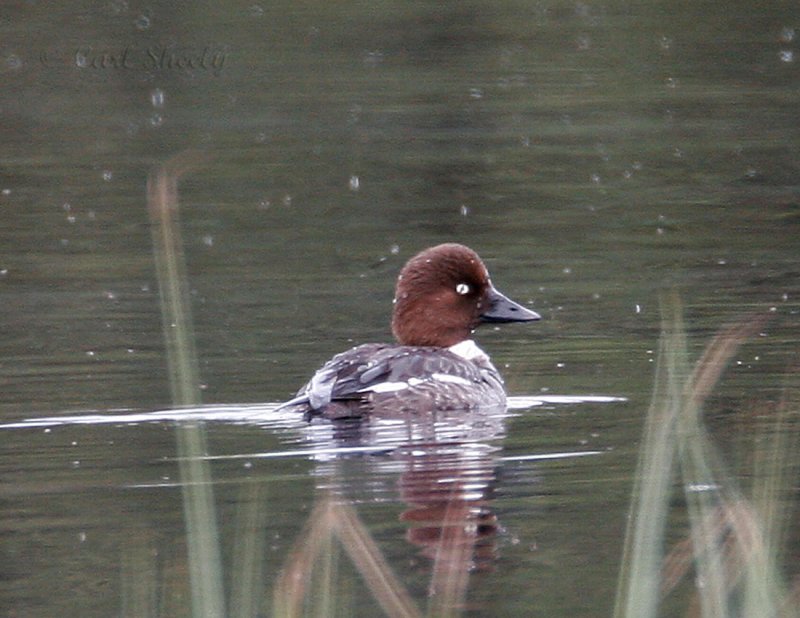 Common Goldeneye_1.jpg
