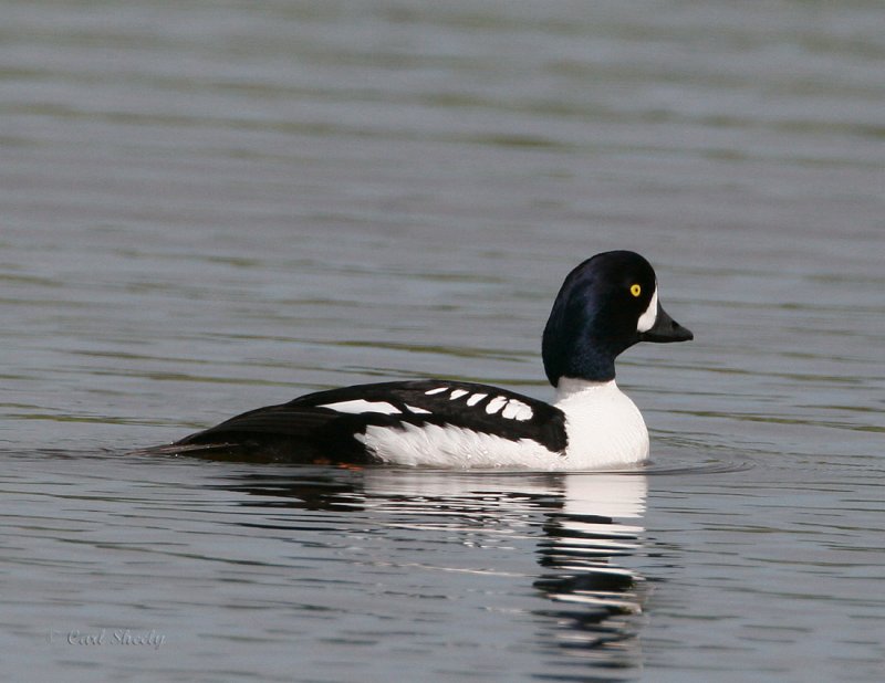 Barrows  Goldeneye_5.jpg