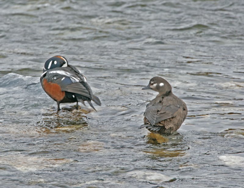 Harlequin Ducks.jpg
