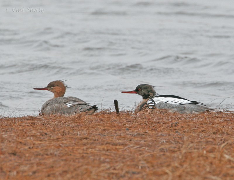 Red-breasted Mergansers-1.jpg