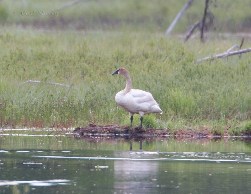 Trumpeter Swan_2.jpg