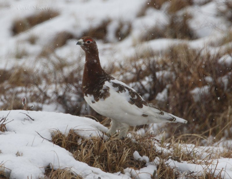 Willow Ptarmigan_3.jpg