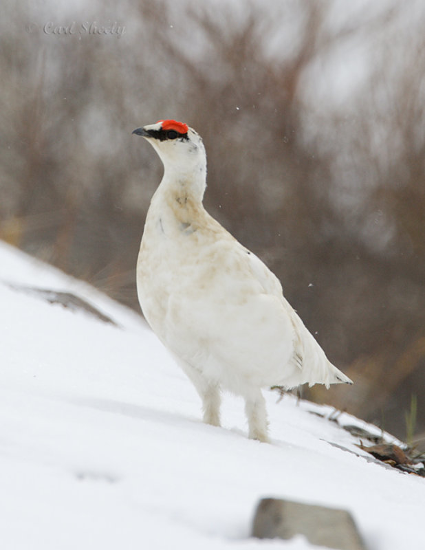 Rock Ptarmigan-2.jpg