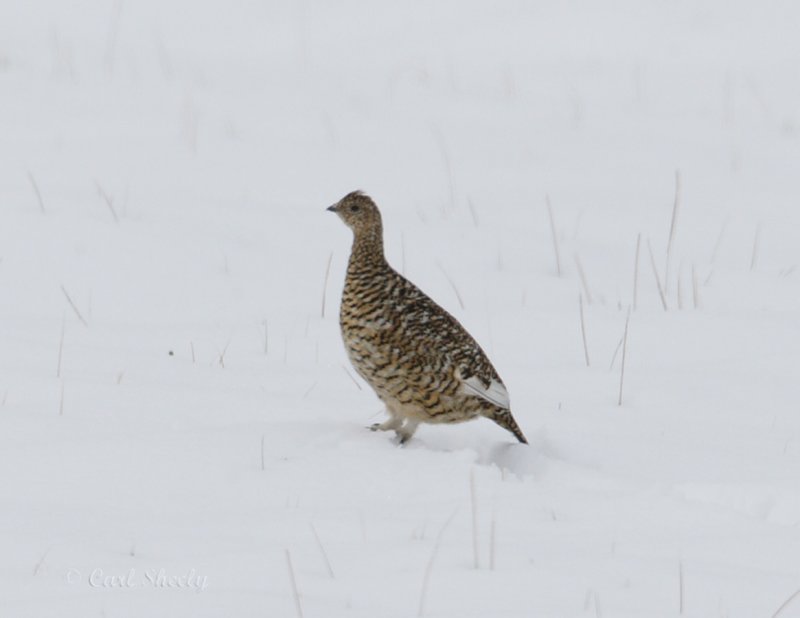 Rock Ptarmigan-5.jpg